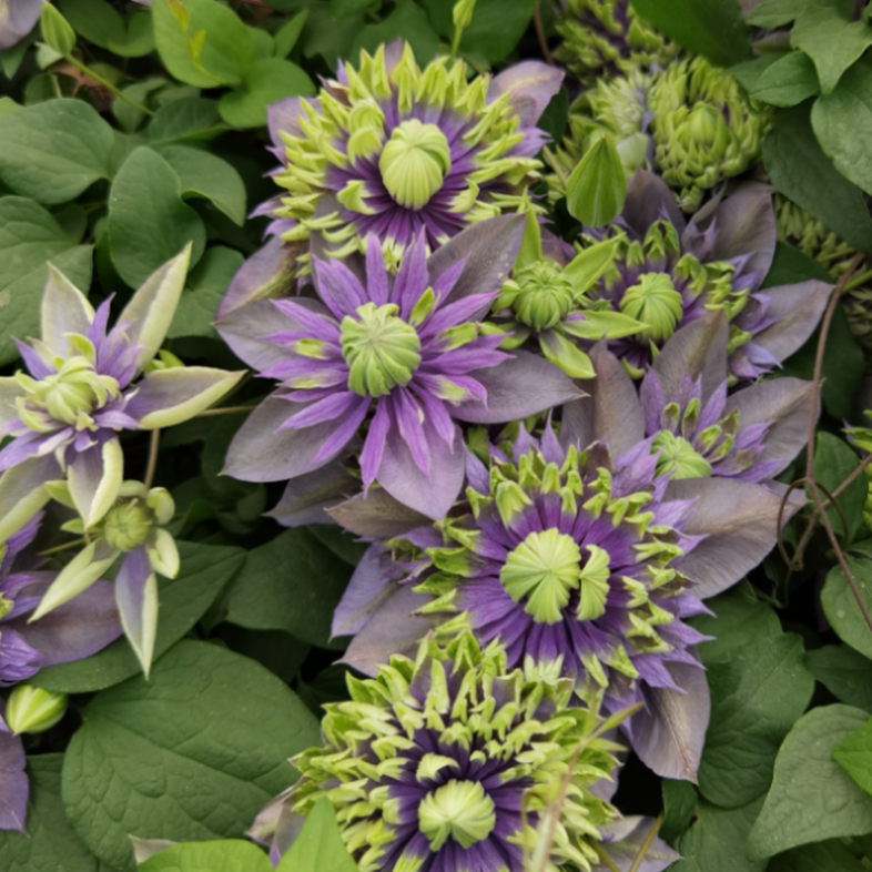 Клематис гибридный Тайга